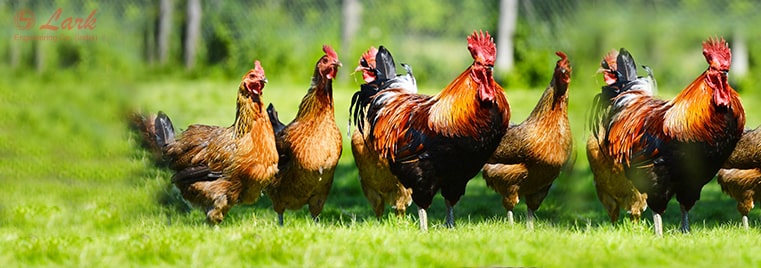 poultry-farming-and-poultry-machines